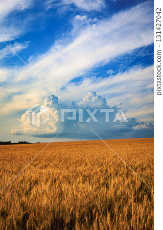 金色麥田與夏日天空的對比（美瑛柔日丘） 131427042