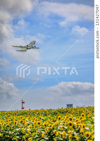 女滿別機場和從向日葵田起飛的飛機 131427047