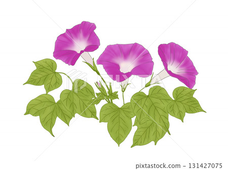 牽牛花(粉紅色) 牽牛花(粉紅色) 131427075