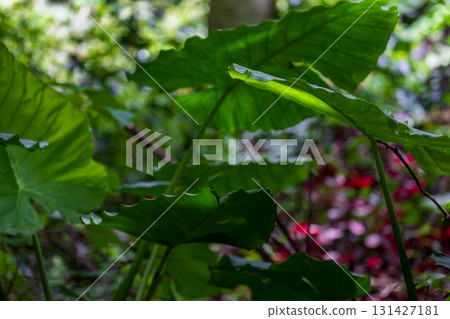 蓬勃生長在台灣山林中的姑婆芋 蓬勃生長在台灣山林中的姑婆芋 131427181