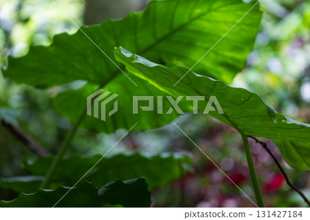 蓬勃生長在台灣山林中的姑婆芋 131427184