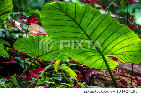 蓬勃生長在台灣山林中的姑婆芋 131427185