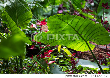 蓬勃生長在台灣山林中的姑婆芋 131427187