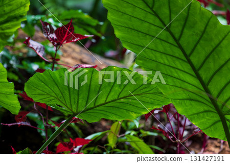 The taro grows vigorously in the mountains of Taiwan 131427191