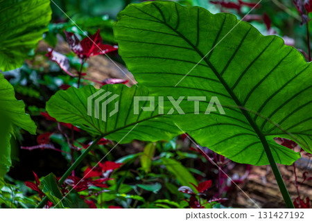 The taro grows vigorously in the mountains of Taiwan 131427192