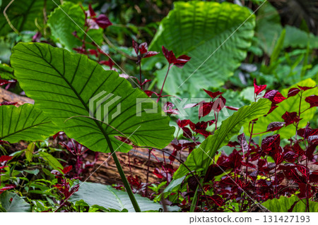 蓬勃生長在台灣山林中的姑婆芋 131427193