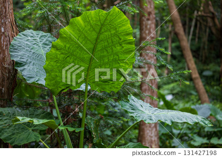 The taro grows vigorously in the mountains of Taiwan 131427198