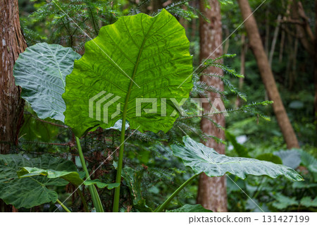 The taro grows vigorously in the mountains of Taiwan 131427199