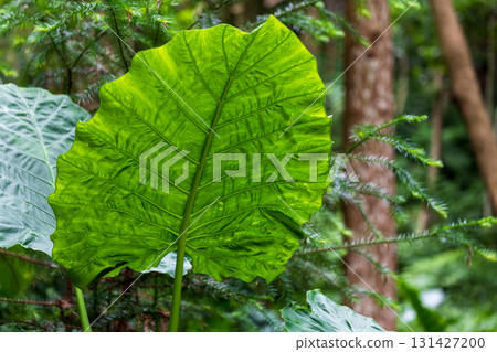 The taro grows vigorously in the mountains of Taiwan 131427200