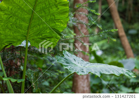The taro grows vigorously in the mountains of Taiwan 131427201