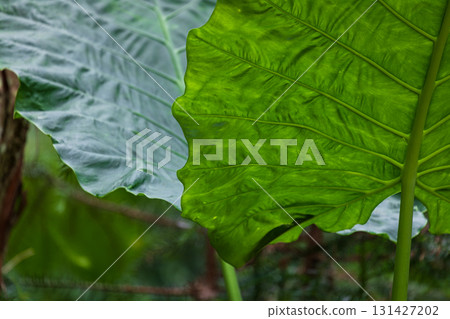 The taro grows vigorously in the mountains of Taiwan 131427202