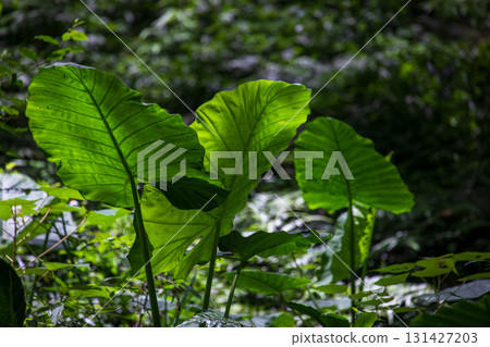 The taro grows vigorously in the mountains of Taiwan 131427203