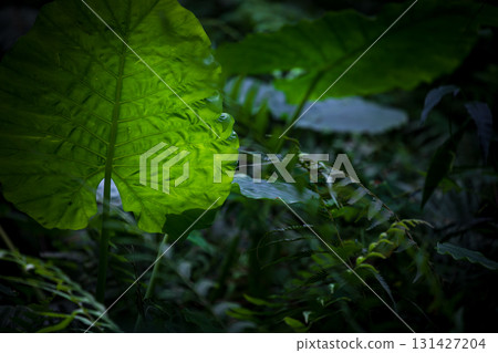 蓬勃生長在台灣山林中的姑婆芋 131427204