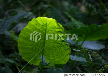 The taro grows vigorously in the mountains of Taiwan 131427207