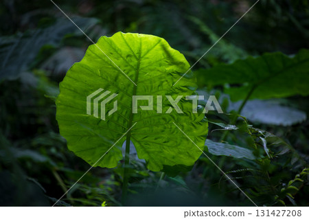 蓬勃生長在台灣山林中的姑婆芋 131427208