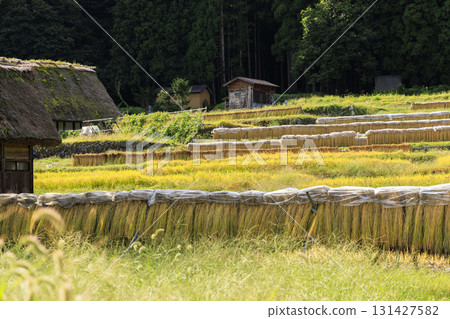 白川鄉的收割、曬乾和懸掛稻米的場景 131427582