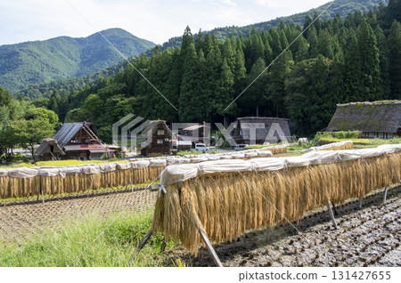 Shirakawa-go rice harvest and sun drying Shirakawa-go rice harvest and sun drying 131427655