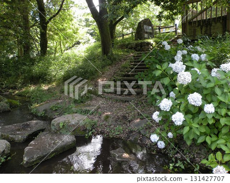 神奈川縣大和市泉之森的繡球花和樹木 131427707