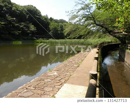 神奈川縣大和市泉森水邊 神奈川縣大和市泉森水邊 131427713