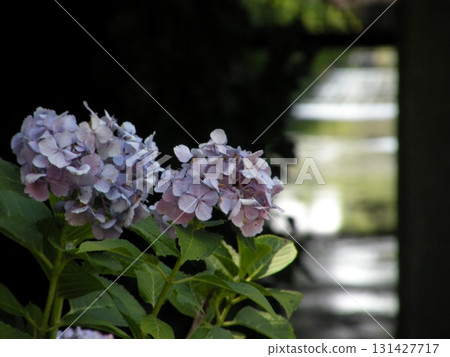 神奈川縣大和市泉森隧道外的繡球花 131427717