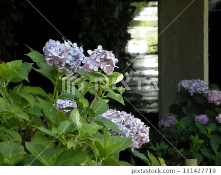 神奈川縣大和市泉森隧道外的繡球花 神奈川縣大和市泉森隧道外的繡球花 131427719
