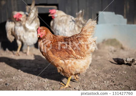 Close-up of a red chicken on a farm. 131427760