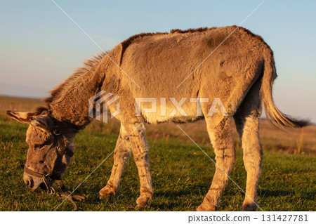 A grey donkey grazes against the backdrop of a green meadow and blue sky. 131427781