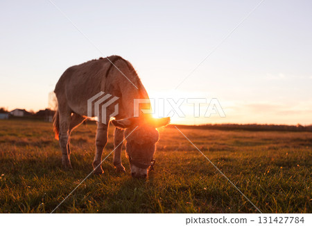A donkey grazes in a meadow in the rays of the setting sun. A donkey grazes in a meadow in the rays of the setting sun. 131427784