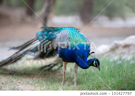 A blue and green peacock is eating grass. It has a long tail and is standing on the ground 131427797