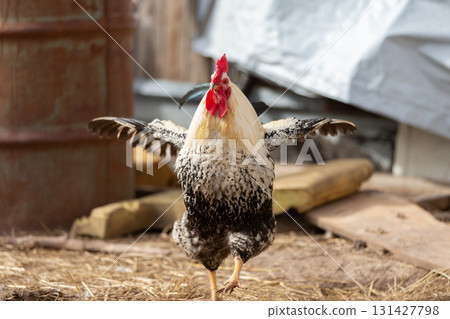 Birds on a farm. A white rooster with a speckled tail close-up. He is angry and flaps his wings. 131427798