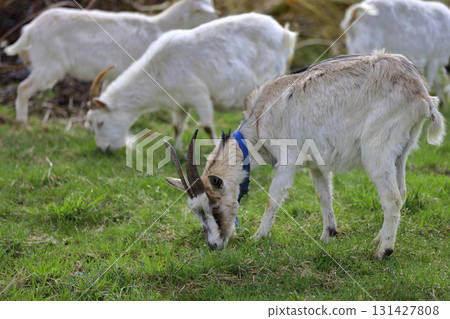 A white goat with horns and a collar grazes on a green meadow. A white goat with horns and a collar grazes on a green meadow. 131427808