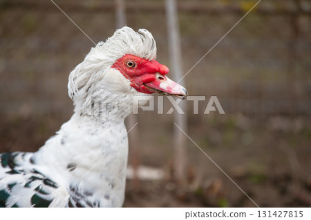 Birds on the farm. Close-up of a speckled muscovy duck. Birds on the farm. Close-up of a speckled muscovy duck. 131427815