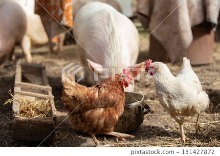 Birds on a farm. Two chickens are standing next to a trough with water. Birds on a farm. Two chickens are standing next to a trough with water. 131427872
