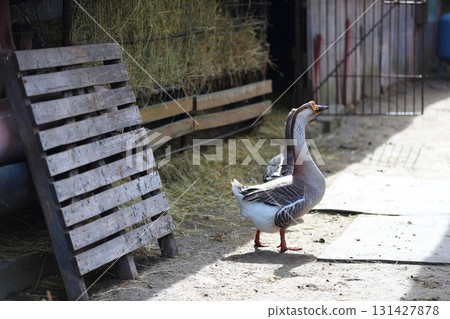 A domestic goose walks around the farm yard. 131427878