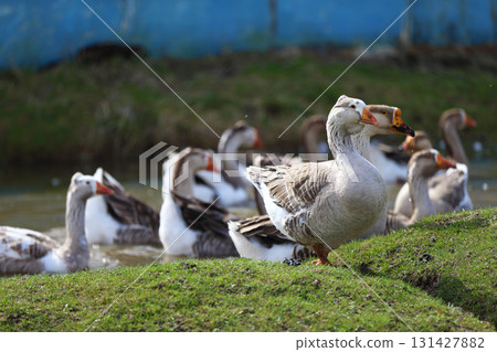 Geese graze on a green meadow. A flock of domestic geese walks one after another across the field. Geese graze on a green meadow. A flock of domestic geese walks one after another across the field. 131427882