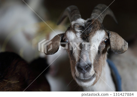 Close-up of a goat's face with horns. She is looking at the camera. Close-up of a goat's face with horns. She is looking at the camera. 131427884