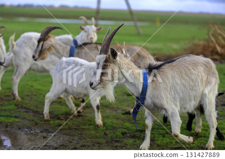 White goats graze on a green meadow in a pasture. White goats graze on a green meadow in a pasture. 131427889