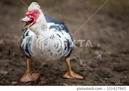 Birds on the farm. Muscovy duck with a large clan and an open beak. 131427905