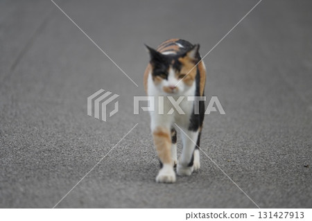 櫻貓勇敢地出門打獵 櫻貓勇敢地出門打獵 131427913