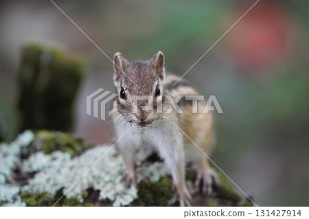 Cute chipmunk eating moss 131427914