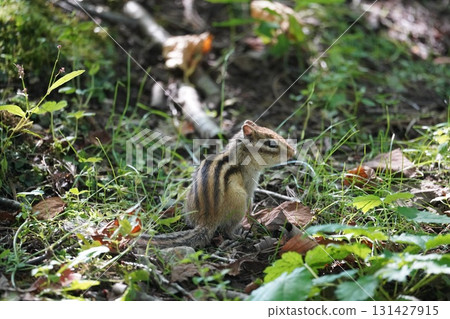 可愛的花栗鼠，耳朵直立 131427915