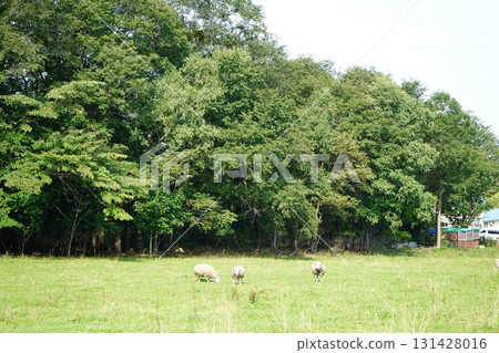 Sheep grazing peacefully 131428016