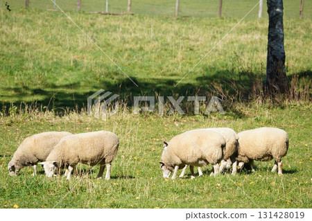 Sheep grazing peacefully Sheep grazing peacefully 131428019