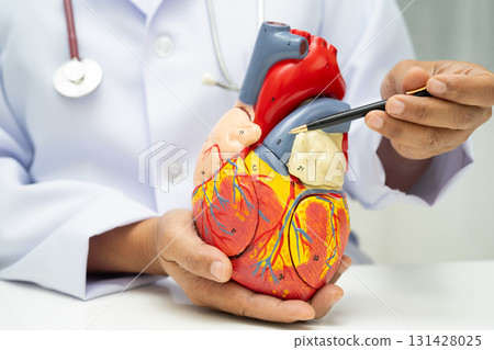 Cardiovascular disease CVD, doctor with heart human model anatomy for treatment patient in hospital. 131428025