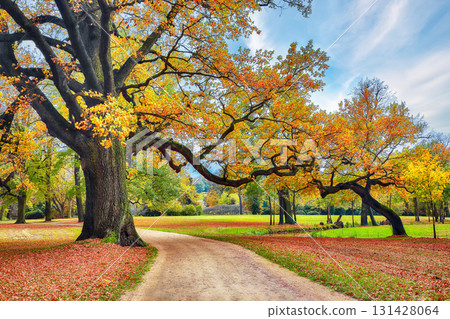 Amazing autumn landscape with old oak trees in Muskau Park. UNESCO World Heritage. Amazing autumn landscape with old oak trees in Muskau Park. UNESCO World Heritage. 131428064