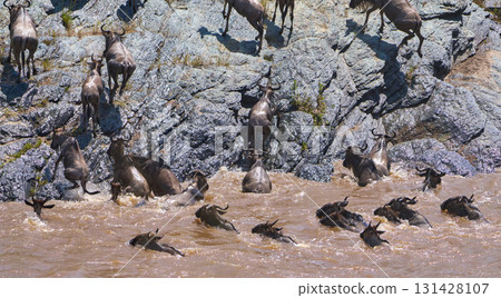 A herd of wildebeest crossing the muddy waters of the Masai Mara and climbing up a steep river bank A herd of wildebeest crossing the muddy waters of the Masai Mara and climbing up a steep river bank 131428107