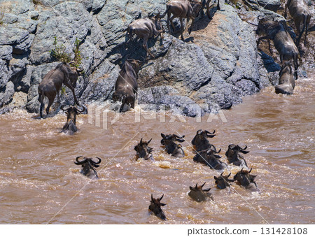 A herd of wildebeest crossing muddy rivers and scaling steep rock faces A herd of wildebeest crossing muddy rivers and scaling steep rock faces 131428108