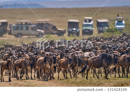 A herd of wildebeest gathers in front of a safari vehicle in the Masai Mara savanna A herd of wildebeest gathers in front of a safari vehicle in the Masai Mara savanna 131428109