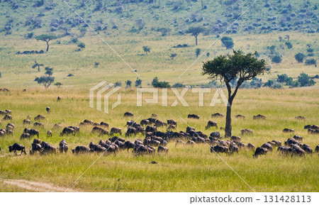 一群角馬和站立的樹木遍布馬賽馬拉平原 131428113
