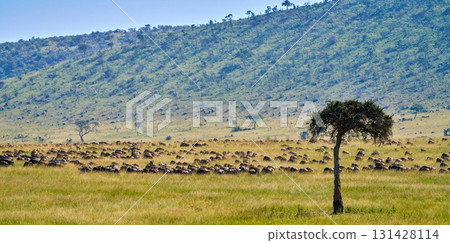 馬賽馬拉山上的一群角馬和一棵樹 馬賽馬拉山上的一群角馬和一棵樹 131428114